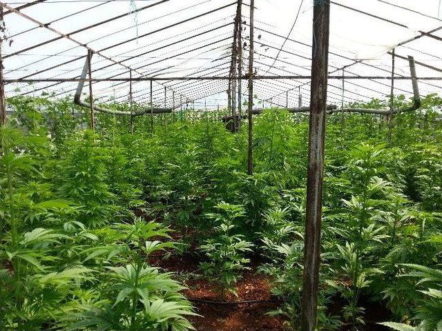 58 Kilo Esrar Ve 4 Bin 500 K&ouml;k Kenervi Ele Ge&ccedil;irildi 1