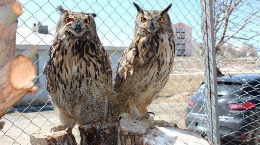 Yaban Hayvanları &lsquo;lokman Hekime&rsquo; Emanet