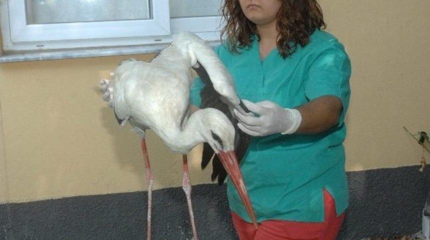 Yaralı Leylek Koruma Altına Alındı