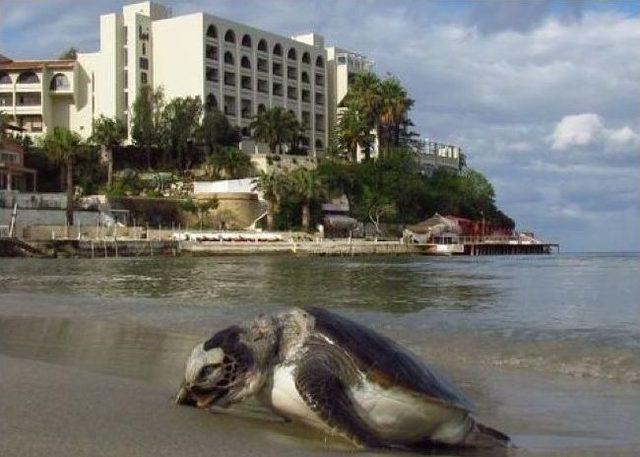 Kuşadası’nda Sahile Ölü Caretta Caretta Vurdu