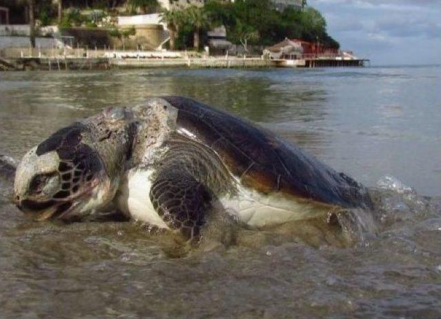 Kuşadası’nda Sahile Ölü Caretta Caretta Vurdu