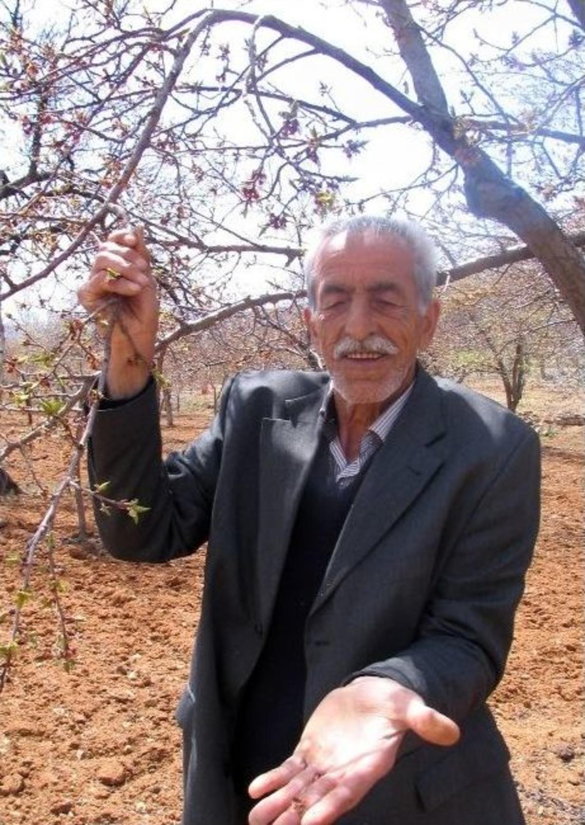 (&ouml;zel Haber) Kayısı Ağa&ccedil;larını Don Vurdu