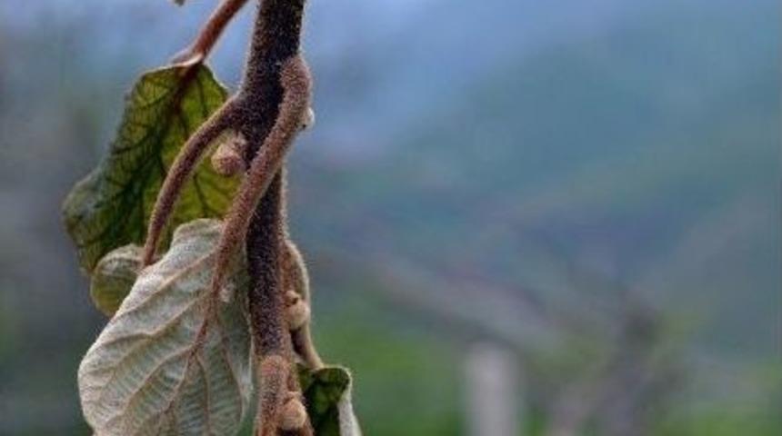 Ordu Kivisini Don Vurdu