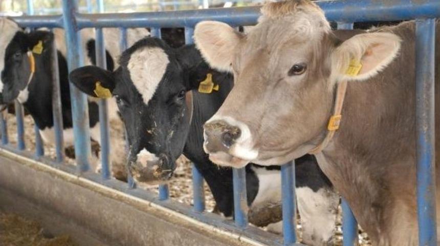 Aydın&rsquo;da Hayvancılık Sekt&ouml;r&uuml;ne 27 Milyon Tl Destek