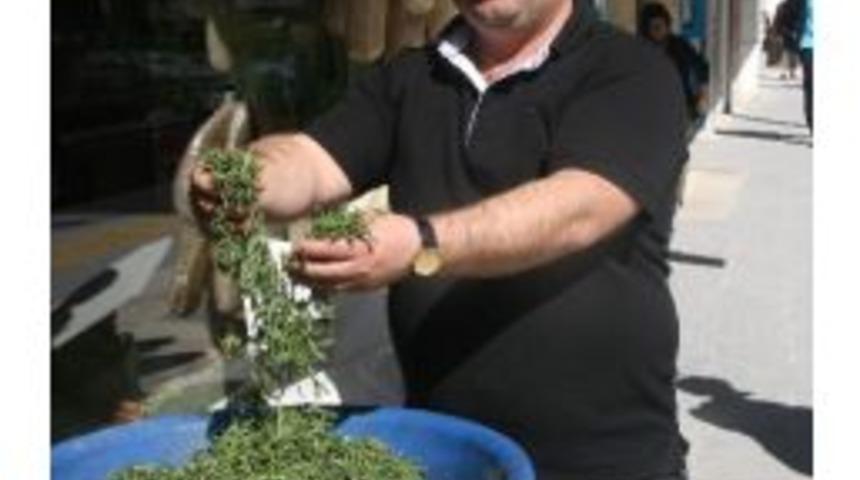 Yeni Mahsul Kekiğin Kilosu 10 Tl