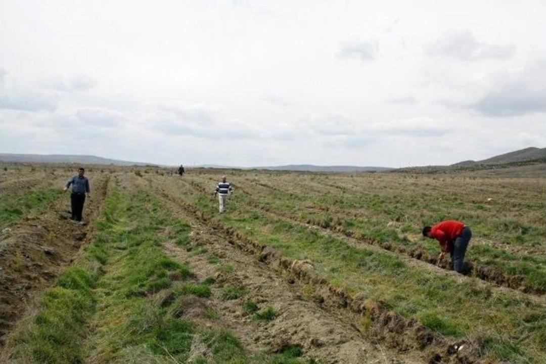Mahk&uuml;mların Fidan Dikme Cezaları İnfaz Edildi