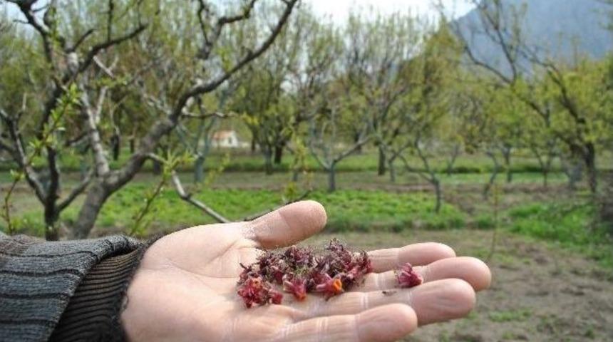 Amasya Elmasını Don Vurdu