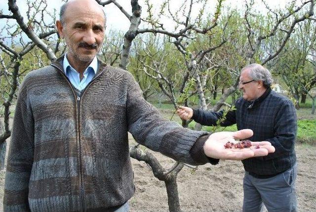 Amasya Elmasını Don Vurdu