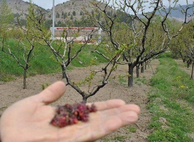 Amasya Elmasını Don Vurdu