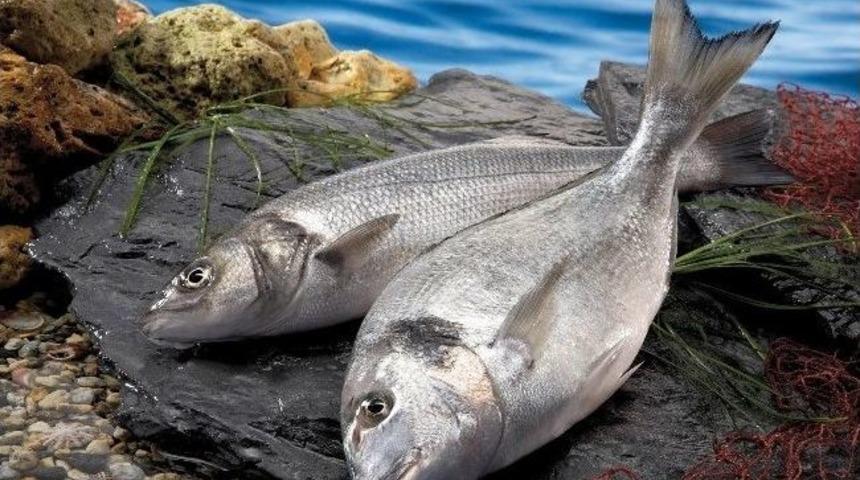 Su &Uuml;r&uuml;nleri Ve Hayvansal Mamuller Sekt&ouml;r&uuml; İhracatta Artış Rekortmeni