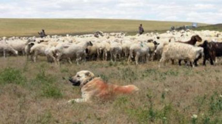 Ankara&rsquo;nın S&uuml;r&uuml;leri Sertifikalı &Ccedil;obanlara Emanet