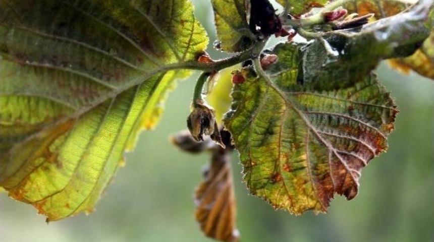 Kar Fındığı Vurdu