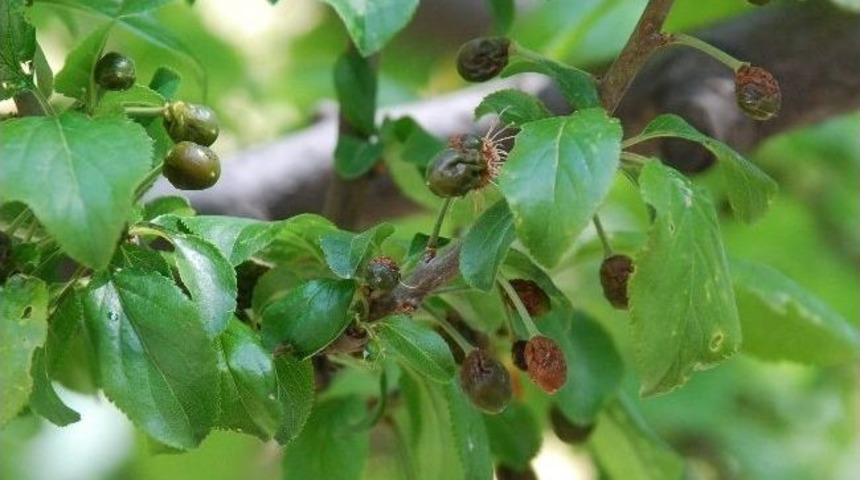 Tokatlı &Ccedil;ift&ccedil;iyi Zirai Don Vurdu