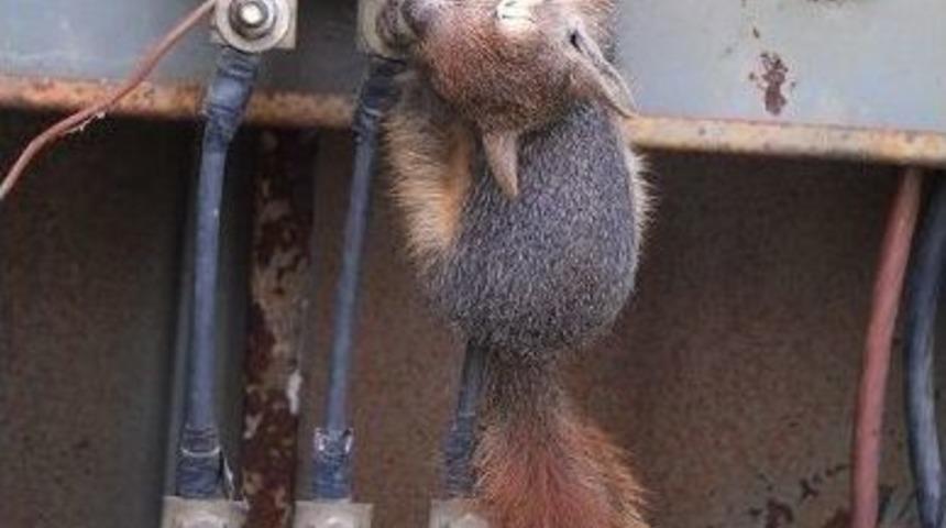 Trafodan Sincap &Ccedil;ıktı