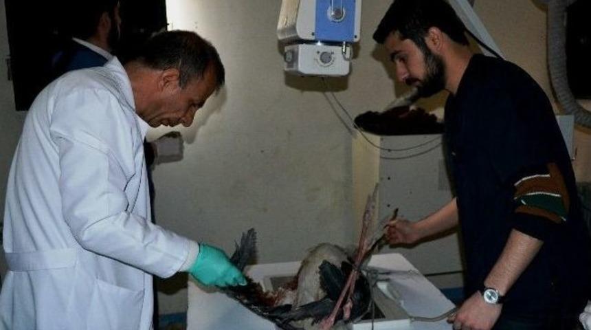 Yaralı Leylek Tedavi Altına Alındı