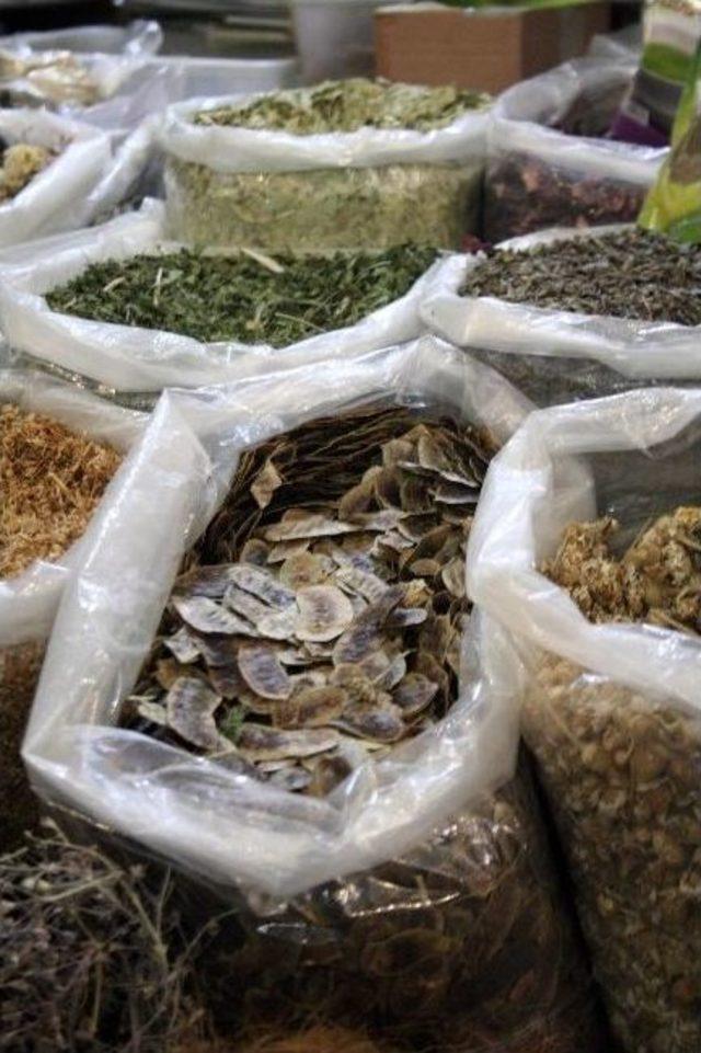 (&ouml;zel Haber) Ada &Ccedil;ayı Bahar Yorgunluğunu Alıyor 1