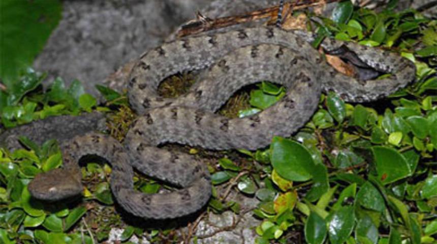 Papua Yeni Gine'den 200 yeni t&uuml;r