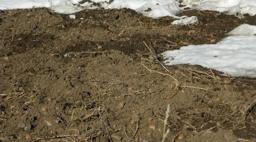 Tarlalara Zarar Veren Domuz Vuruldu