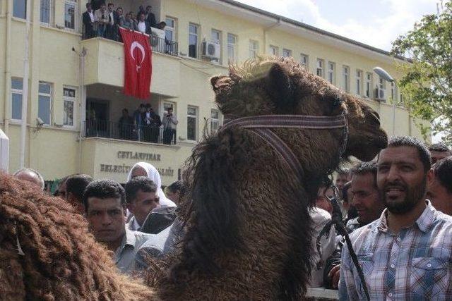 Ceylanpınar Belediye Başkanı Atilla Koltuğuna Oturdu