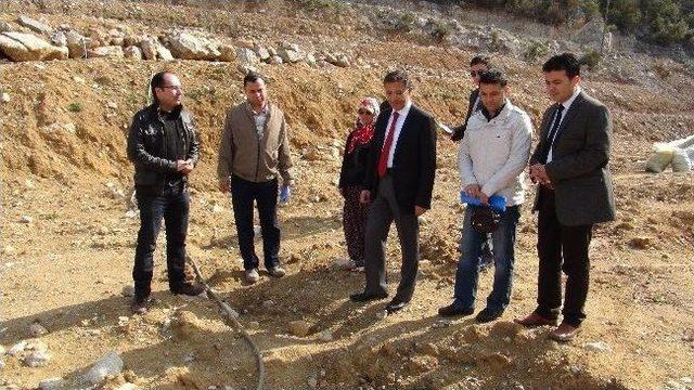 Gazipaşa’da Örnek Ceviz Bahçesi Kuruldu