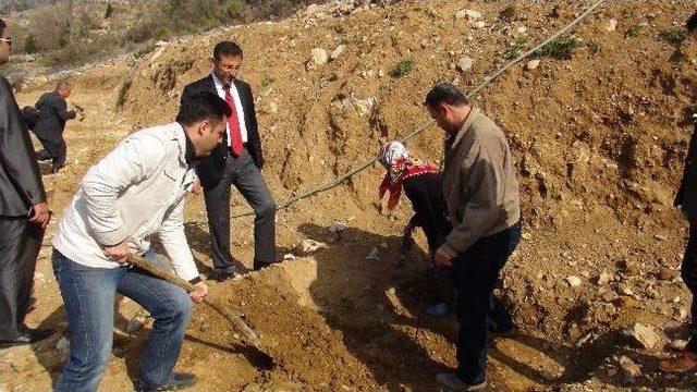 Gazipaşa’da Örnek Ceviz Bahçesi Kuruldu