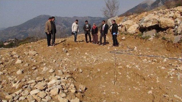 Gazipaşa’da Örnek Ceviz Bahçesi Kuruldu