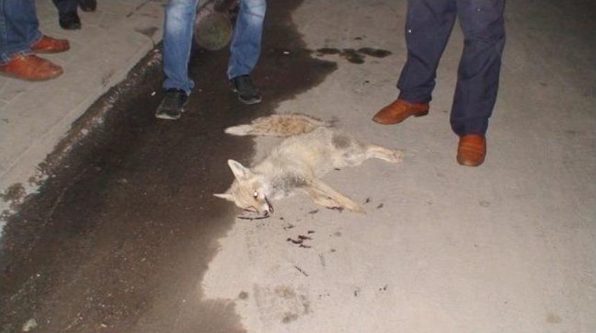 Aracın Motor Kısmına Sıkışan Tilki &Ouml;ld&uuml;