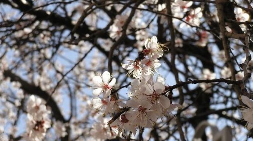 Zirai Don, Kayısı Fiyatını Y&uuml;kseltti