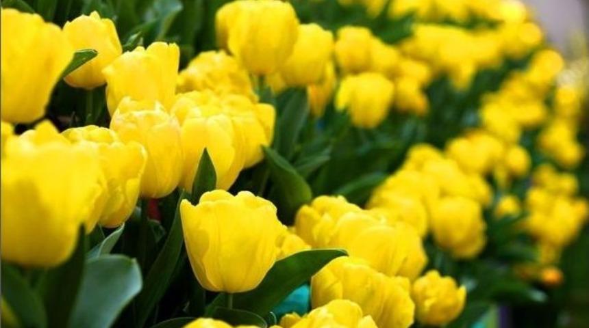 Seyrine Doyum Olmayan Bir G&uuml;zellik