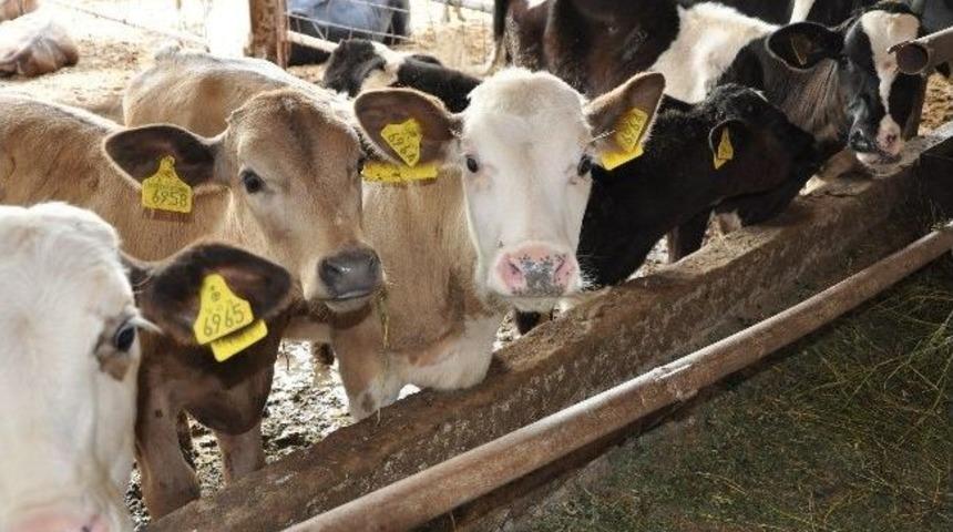 M&uuml;d&uuml;r Halil Yorulmaz: "2014, Aile &Ccedil;ift&ccedil;iliği Yılı"