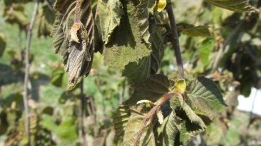 Fındık Yandı, Fiyatı 7 Lirayı Ge&ccedil;ti