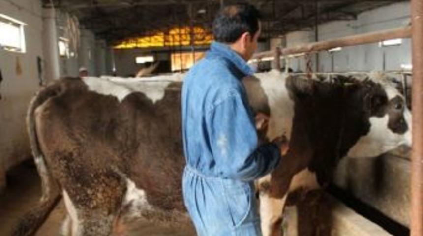 Tatvan&rsquo;da Şap Hastalığıyla M&uuml;cadele &Ccedil;alışmaları