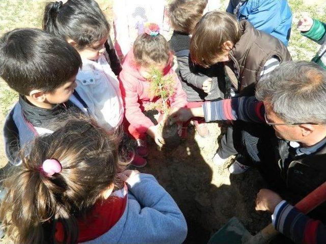 Kula da Minik Eller Ağa&ccedil; Dikti 1