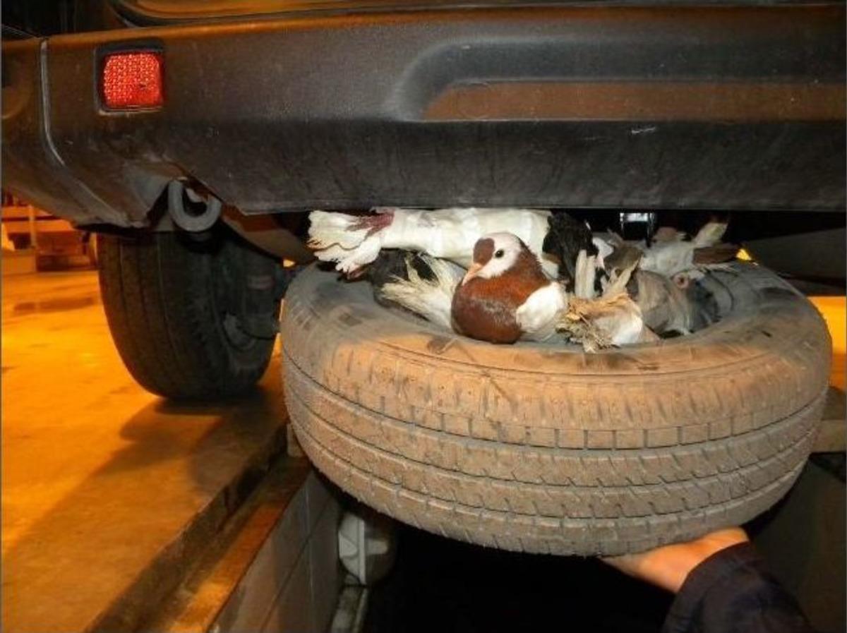 Otomobilde 25 G&uuml;vercin Ele Ge&ccedil;irildi