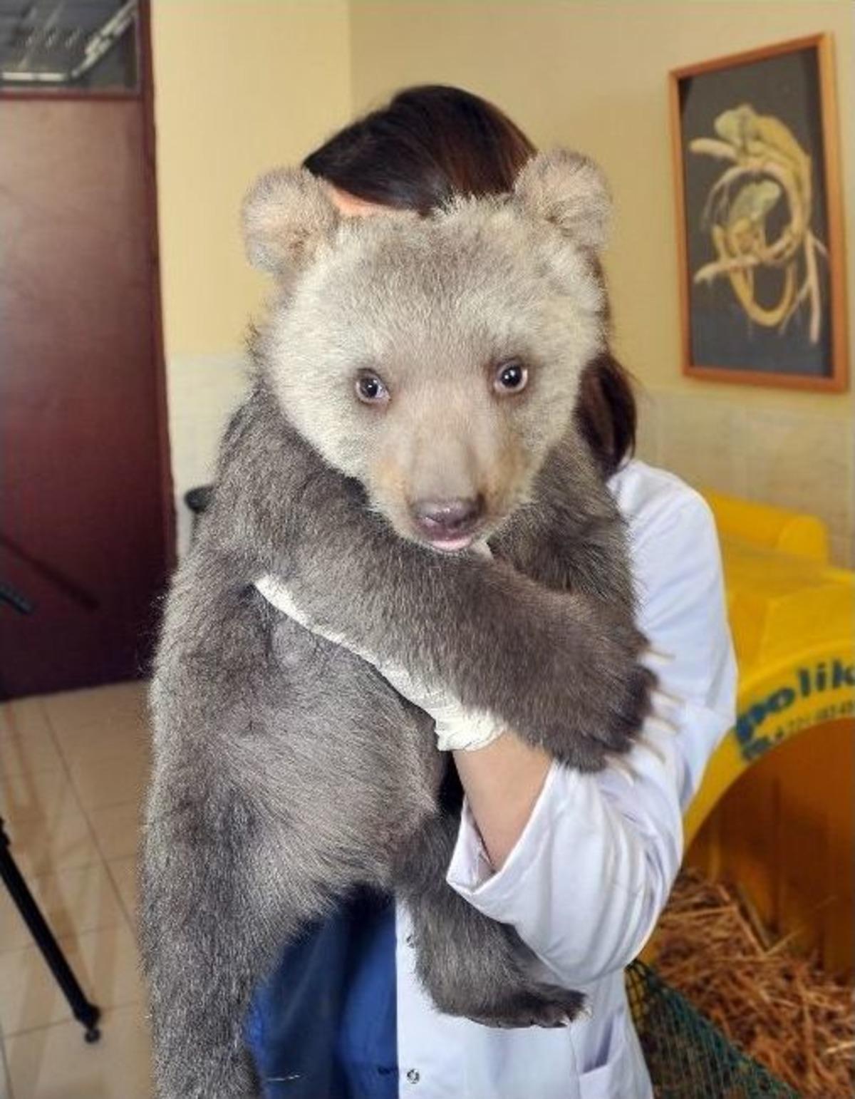 Donmaktan Son Anda Kurtulan Yavru Ayı Yoğun Bakımdan &Ccedil;ıktı