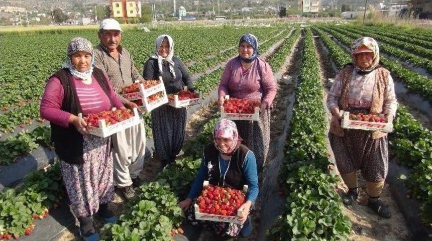 (&ouml;zel Haber) Silifke&rsquo;de &Ccedil;ilek Ve Domates İhracatı Başladı