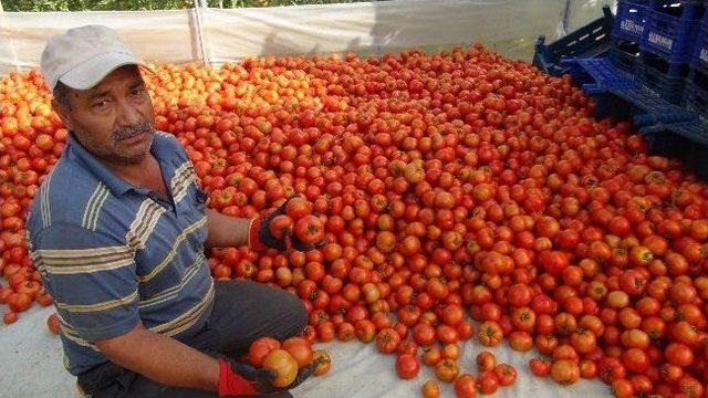 (özel Haber) Silifke’de Çilek Ve Domates İhracatı Başladı