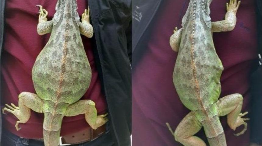 (&ouml;zel Haber) Yumurtlayamayan İguanaya Operasyon