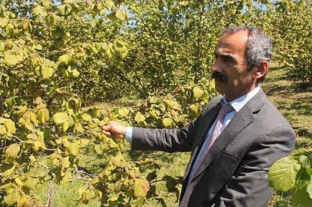 “fındıkta 200 Rakımın Üzerindeki Zarar Yüzde 100”