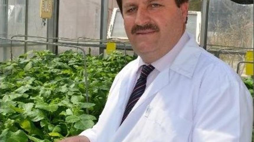 Milli Patates &Ccedil;eşidi 6&rsquo;ya Ulaştı