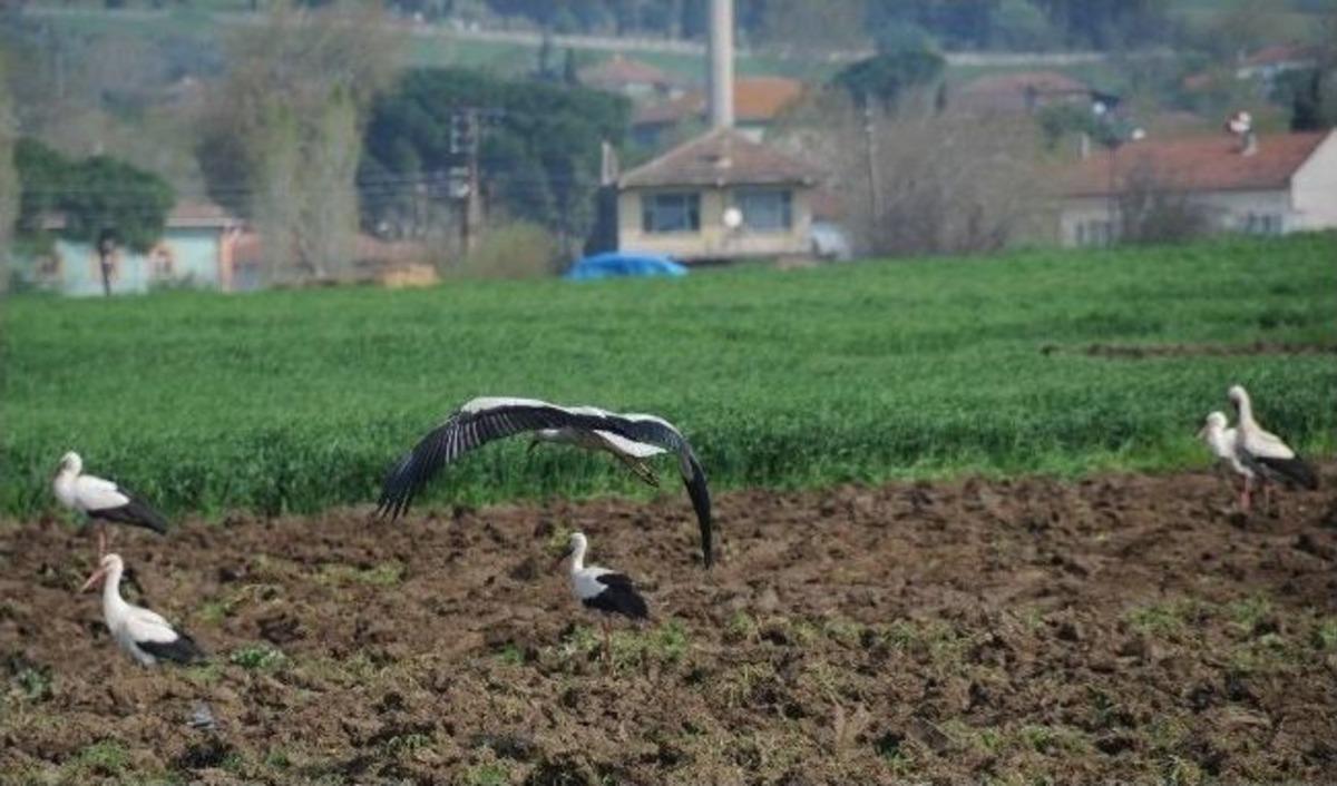 G&ouml;&ccedil;men Leyleklerin Solucan N&ouml;beti