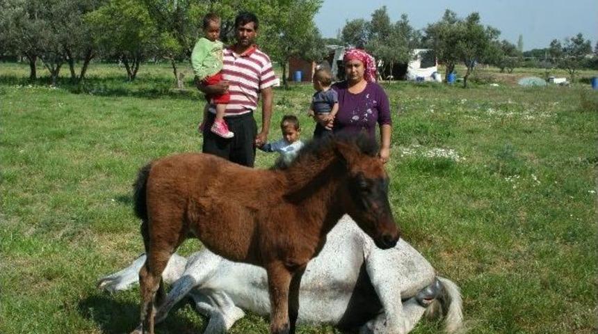 Kurşunlanan Annesini Emmeye &Ccedil;alışan Yavru Tay Ağlattı