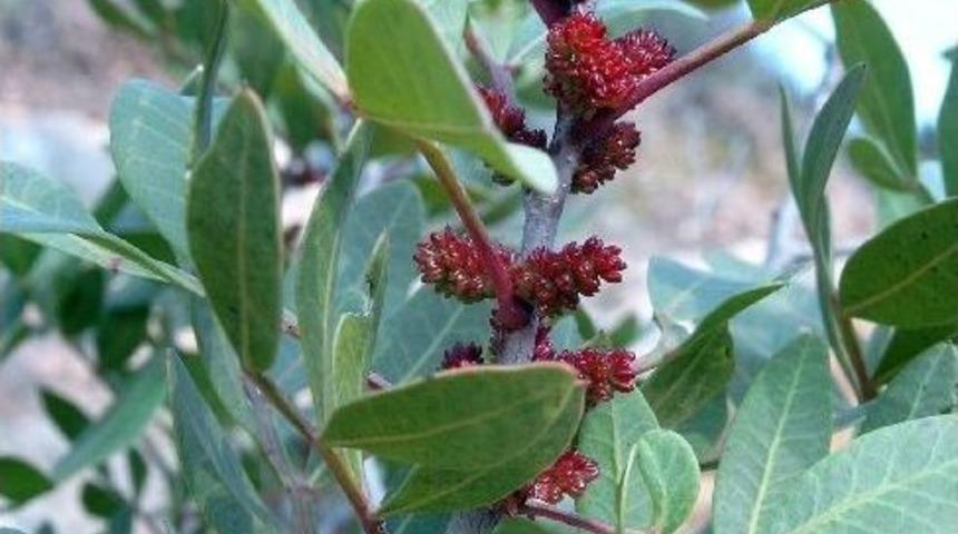 Muğla&rsquo;da Sakız Ağacı Ekimi Yapılacak