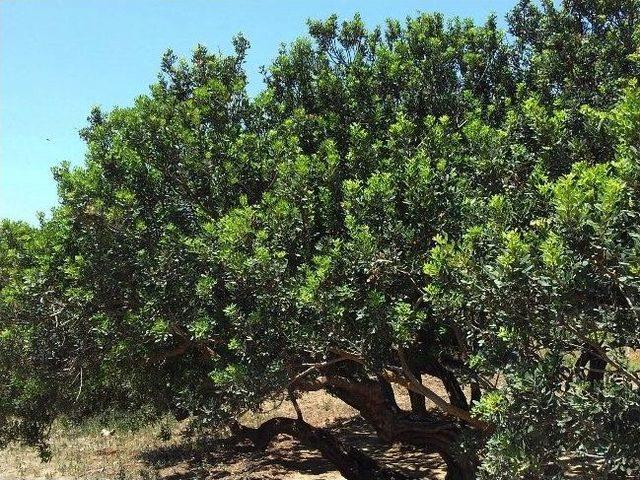 Muğla’da Sakız Ağacı Ekimi Yapılacak