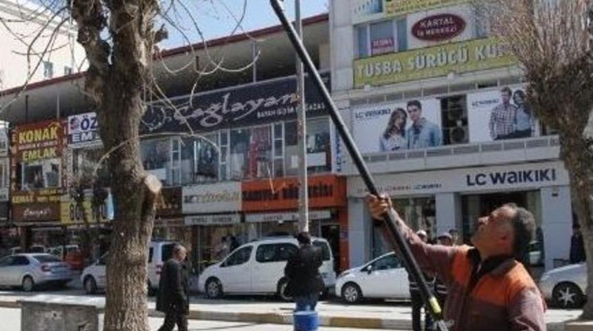 Van Belediyesi'nden Bitki Bakım &Ccedil;alışmaları
