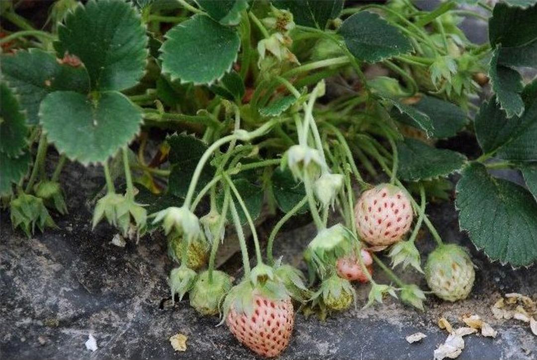 Kralların Yiyeceği Osmanlı &Ccedil;ileği Meyve Verdi