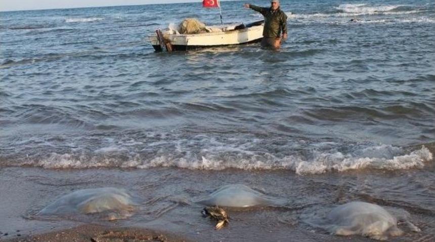 Yumurtalık'ta Denizanaları Sahile Vurdu