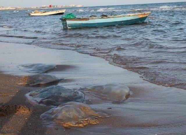 Yumurtalık ta Denizanaları Sahile Vurdu 1