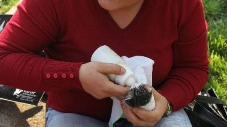 (&ouml;zel Haber) Bankayı Polise A&ccedil;tırıp İ&ccedil;erideki Kedileri Kurtardı