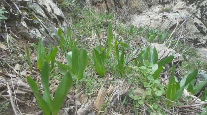 Gulik Otu İşsizlere Ekmek Kapısı Oldu